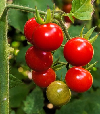 cherry-tomato-606743_1280