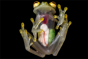 Transparent Frog Tummies.png