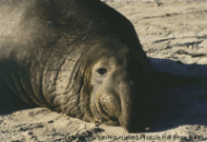 elephant_seal1.png