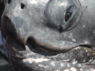 leatherback_turtle1.png