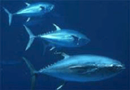 bluefin_tuna1.png