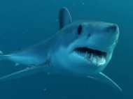 mako_shark1.png