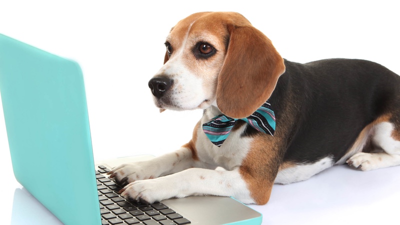 DIY website dog w computer GR 800px.jpg