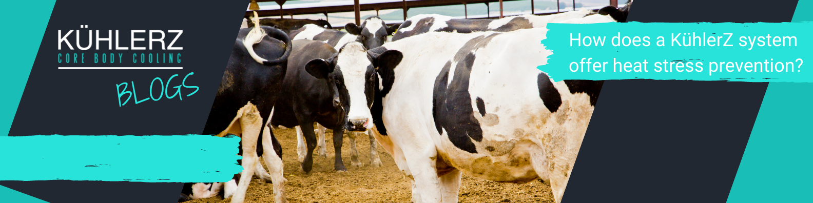 Making every day feel like a cool day for your cows! (15).png