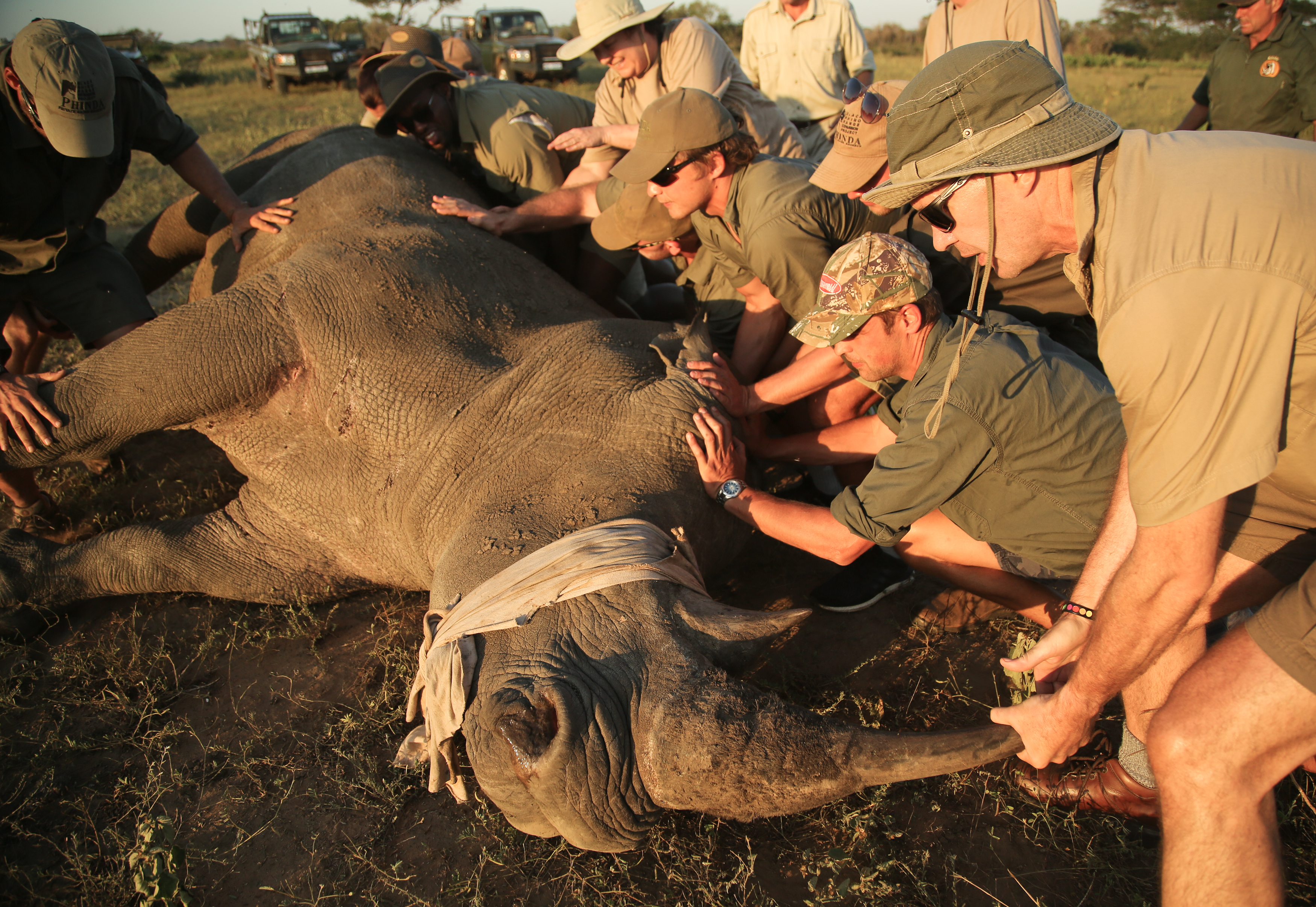 Rhino-notching-and-conservation-at-andBeyond-Phinda-Private-Game-Reserve-(3).jpg