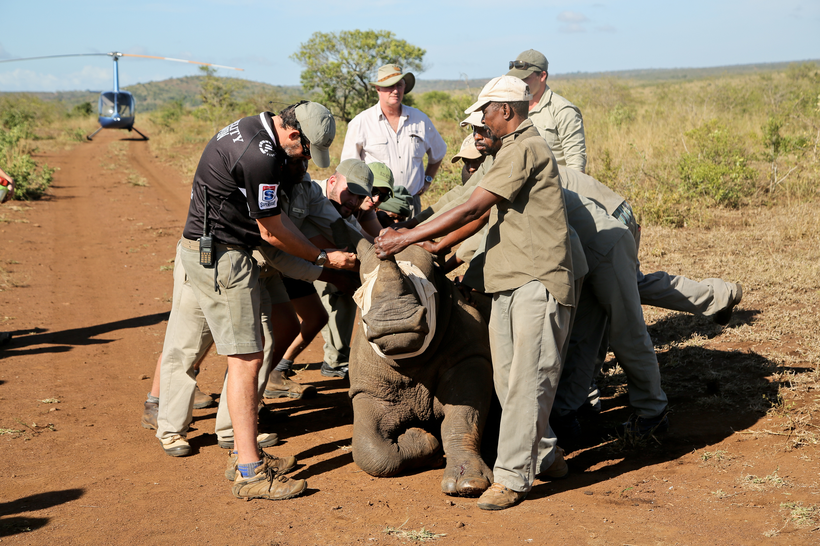 Rhino-dehorning-and-conservation-at-andBeyond-Phinda-Private-Game-Reserve-(1).jpg