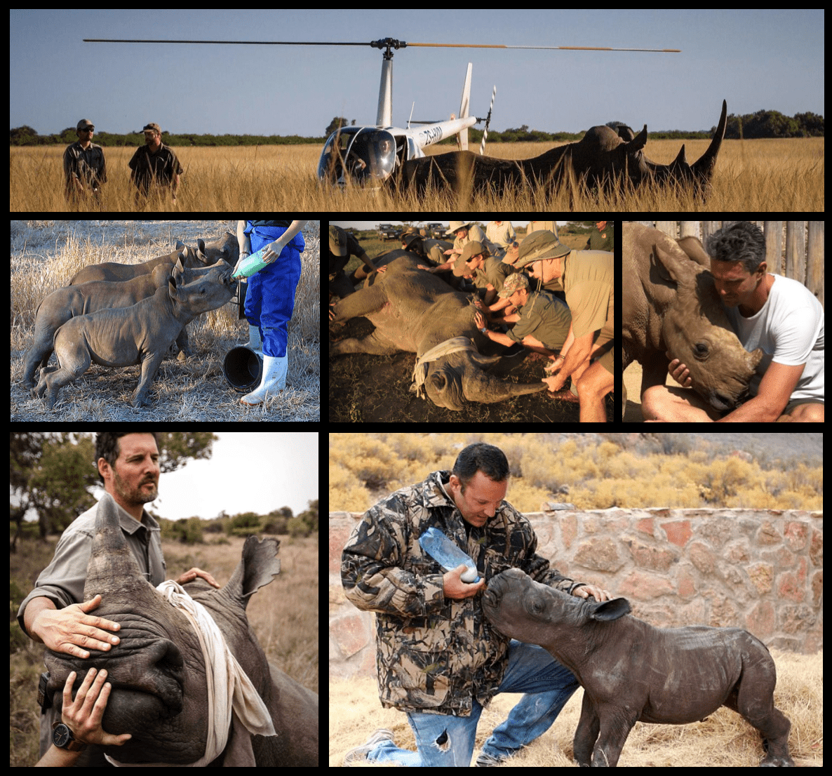 RhinoCollage.png